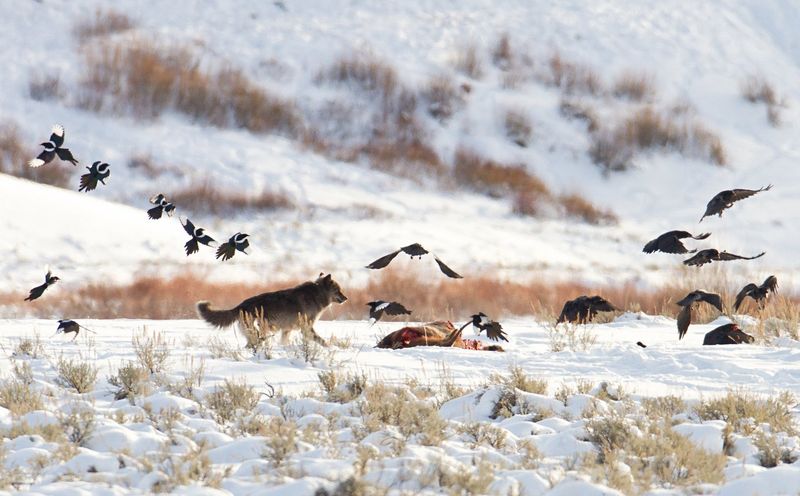 Ravens use opportunity and memory around wolf kills Ravens use opportunity and memory around wolf kills