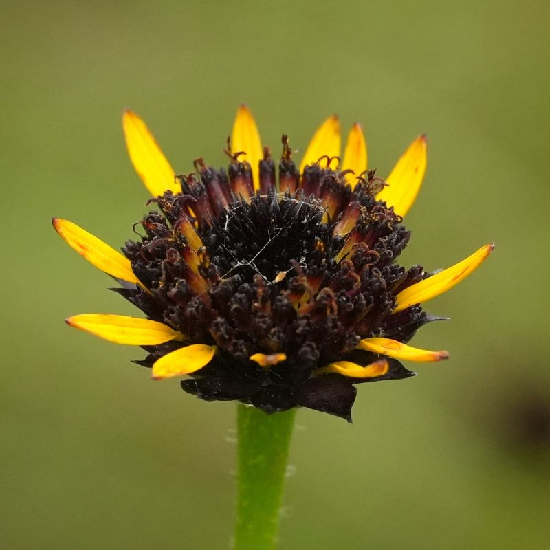 Rayless Sunflower Adds A Unique Look