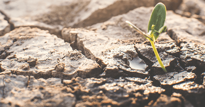 Read Low-Desert Arizona Signs of Water Stress