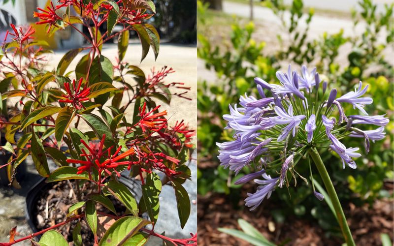 Read The Approved Plant List Before Shopping