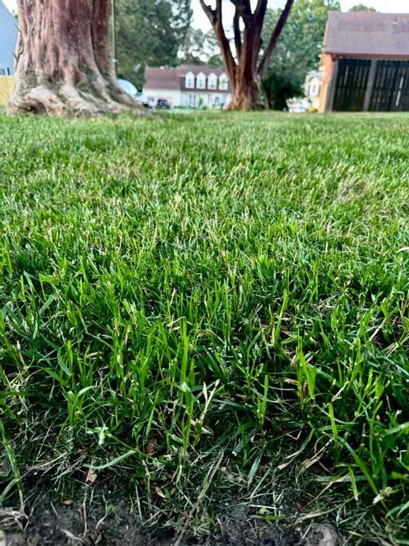 Read The Seed Label Beyond “Tall Fescue” Read The Seed Label Beyond “Tall Fescue”