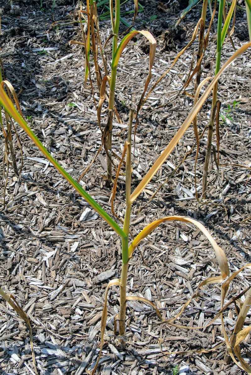 Read Wisconsin garlic leaves before harvesting the bulbs