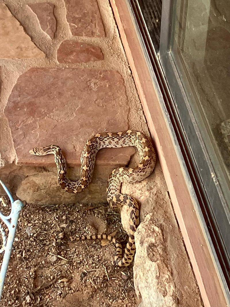 Read the Snake as a Clue, Not a Verdict