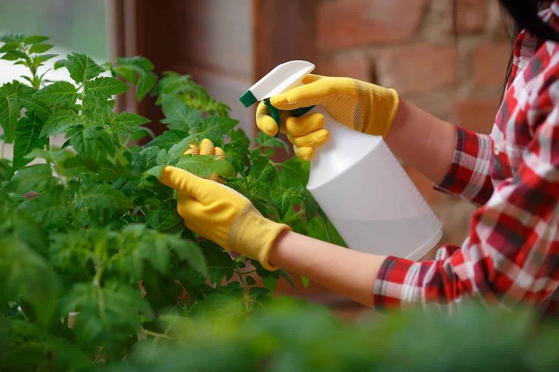 Read the Tomato Label Before Treating