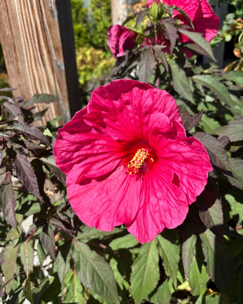 Read the fading flower without blaming the desert Read the fading flower without blaming the desert
