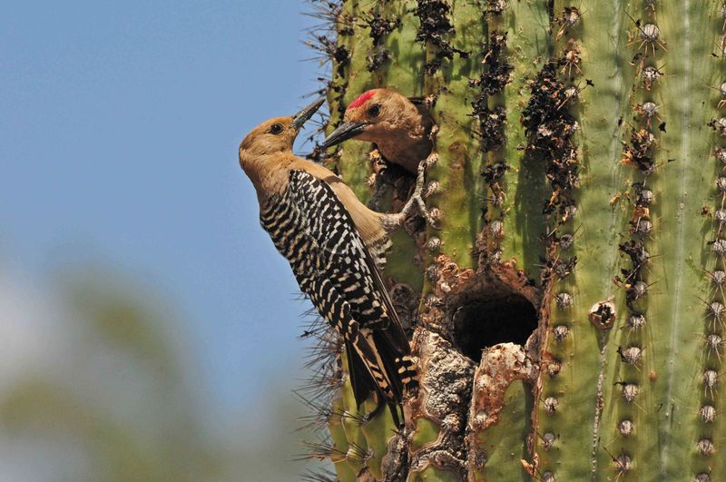 Read the pattern as a habitat clue, not a verdict