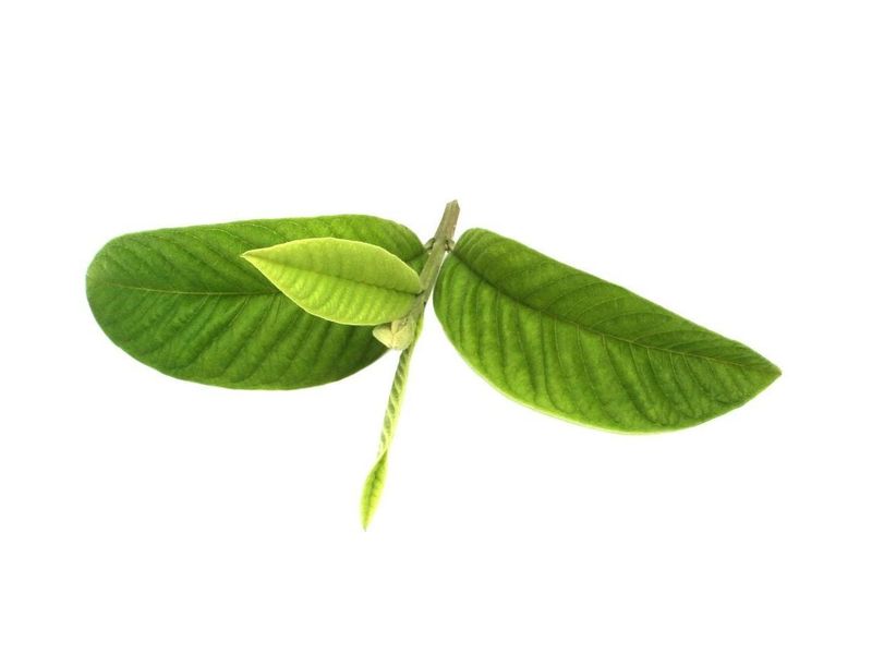 Read the rooting clock by plant development, not by a dare