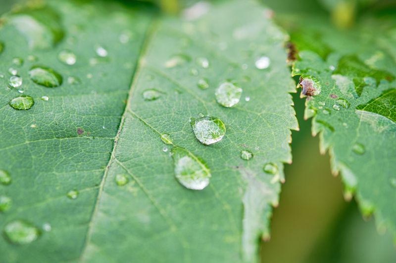 Reading Leaf Clues So You Water For The Right Reason Reading Leaf Clues So You Water For The Right Reason