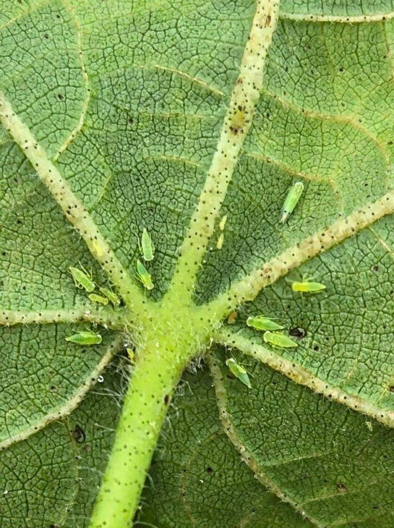 Reading The Leaf Edges