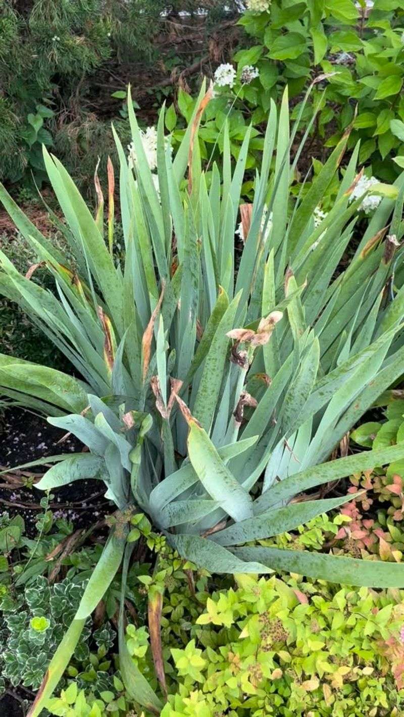 Reading The Signs Of An Overcrowded Clump