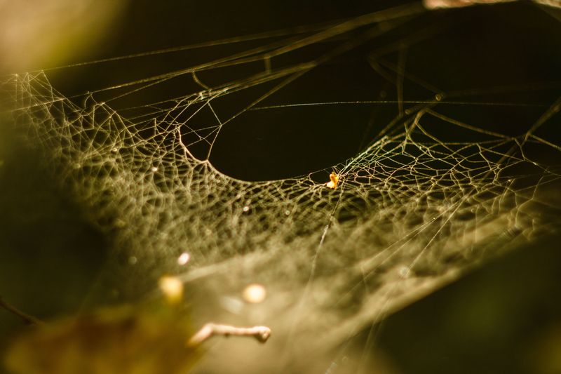 Reading The Web And Its Curious Silk Tufts