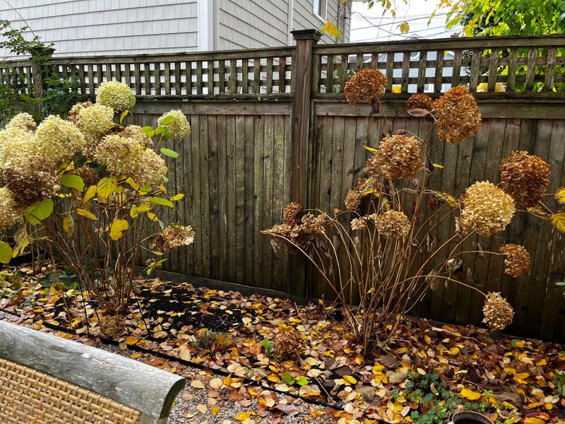 Reading Your Shrub Before You Reach For Shears Reading Your Shrub Before You Reach For Shears