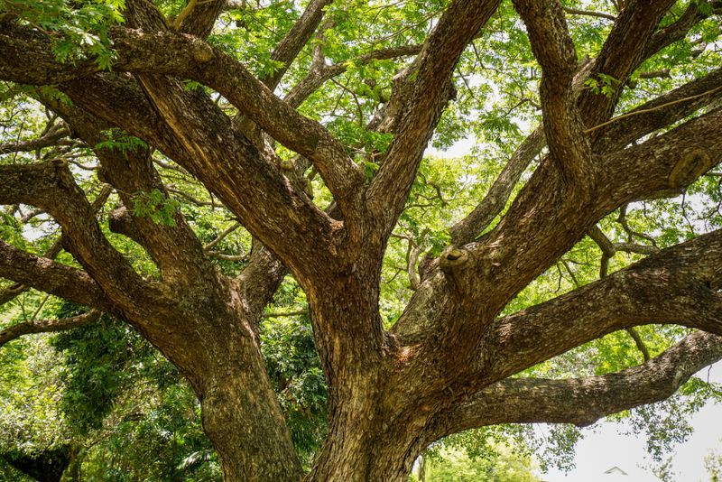 Reading Your Tree's Health After The Feast