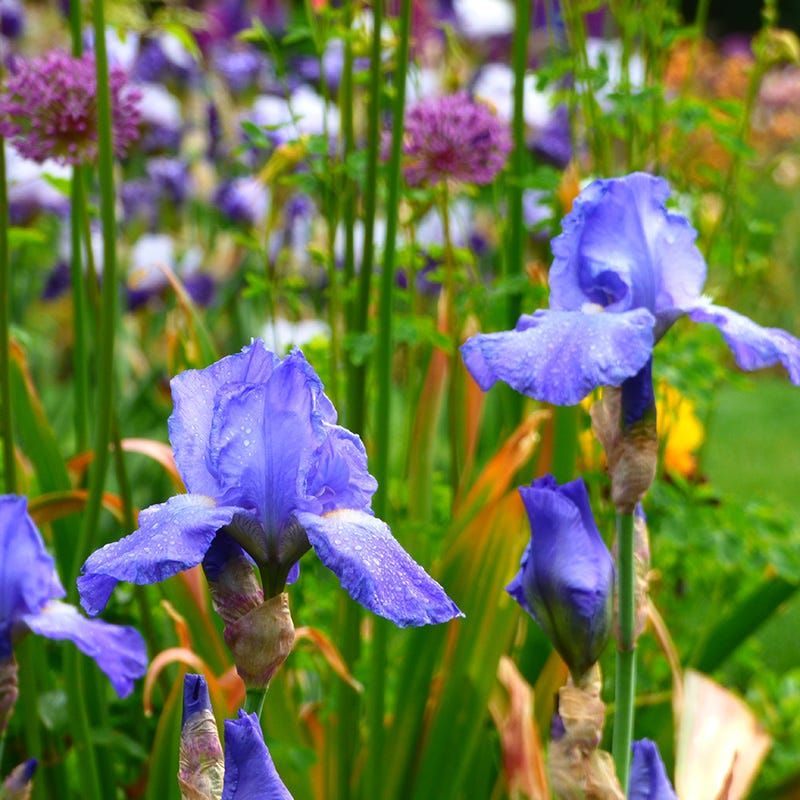 Reblooming Bearded Iris Reblooming Bearded Iris