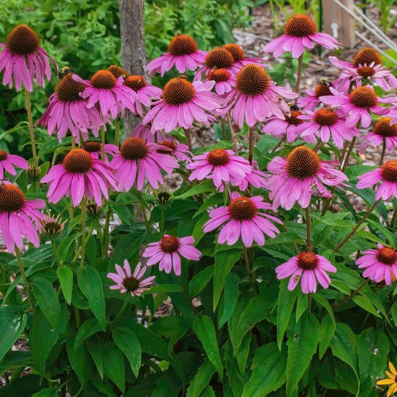 Reblooming Coneflower Reblooming Coneflower