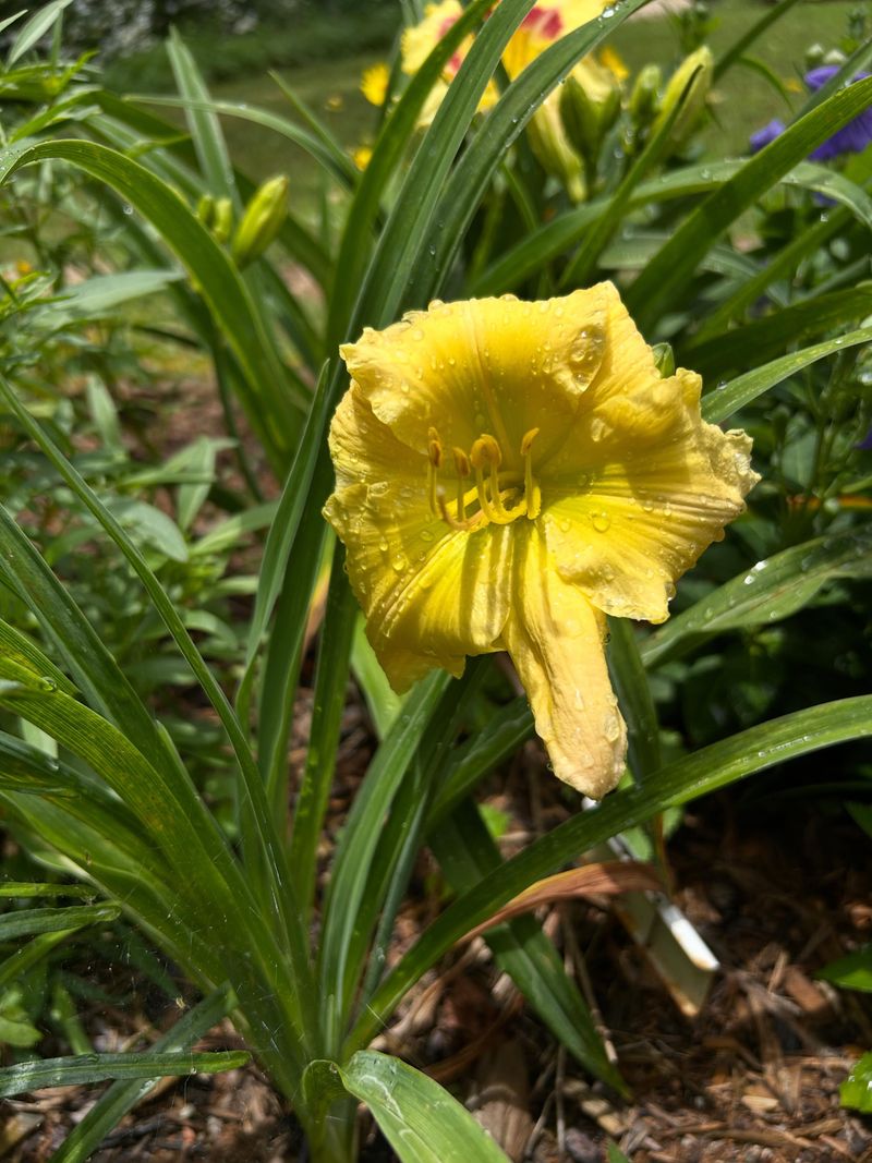 Reblooming Daylily Reblooming Daylily