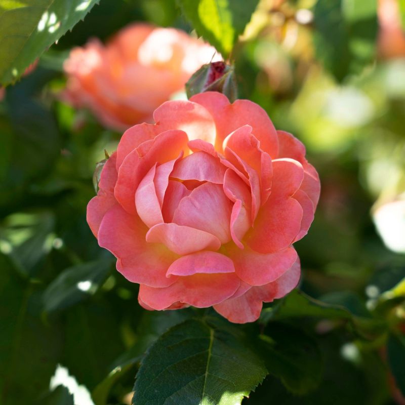 Reblooming Roses (Knock Out) Reblooming Roses (Knock Out)