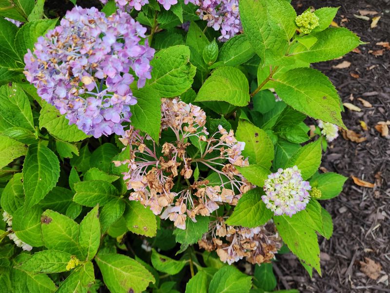 Reblooming Types Offer A Backup Plan Reblooming Types Offer A Backup Plan