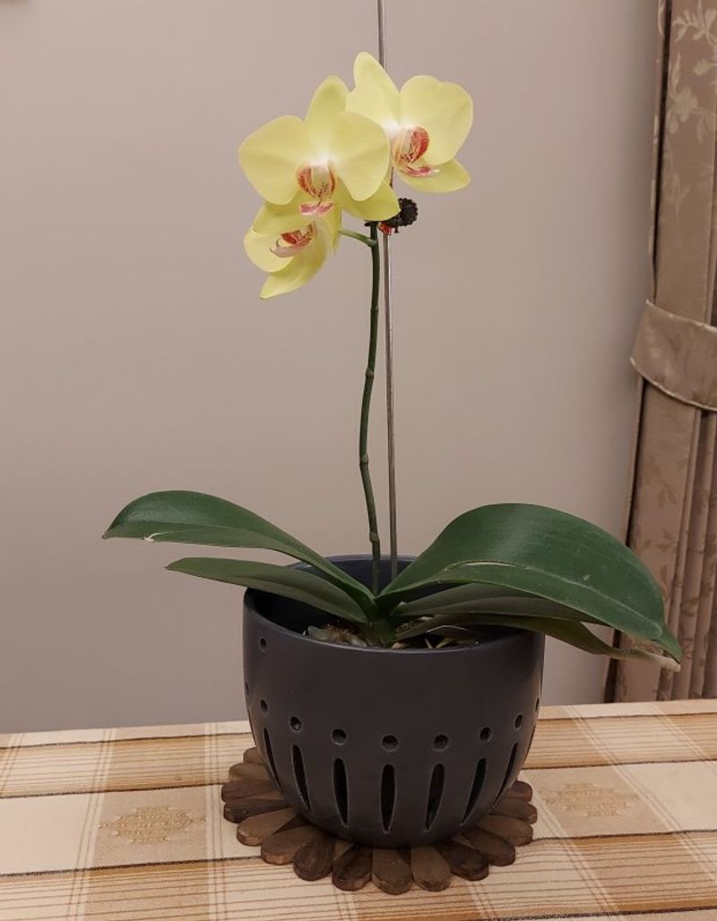 Reblooming begins with steady growth, then a cooler cue