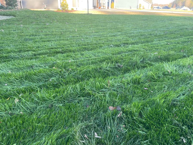 Rebuild The Lawn With Proper Fall Care
