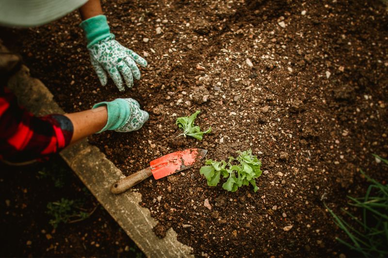 Rebuilding Your Garden Before Next Spring Rebuilding Your Garden Before Next Spring