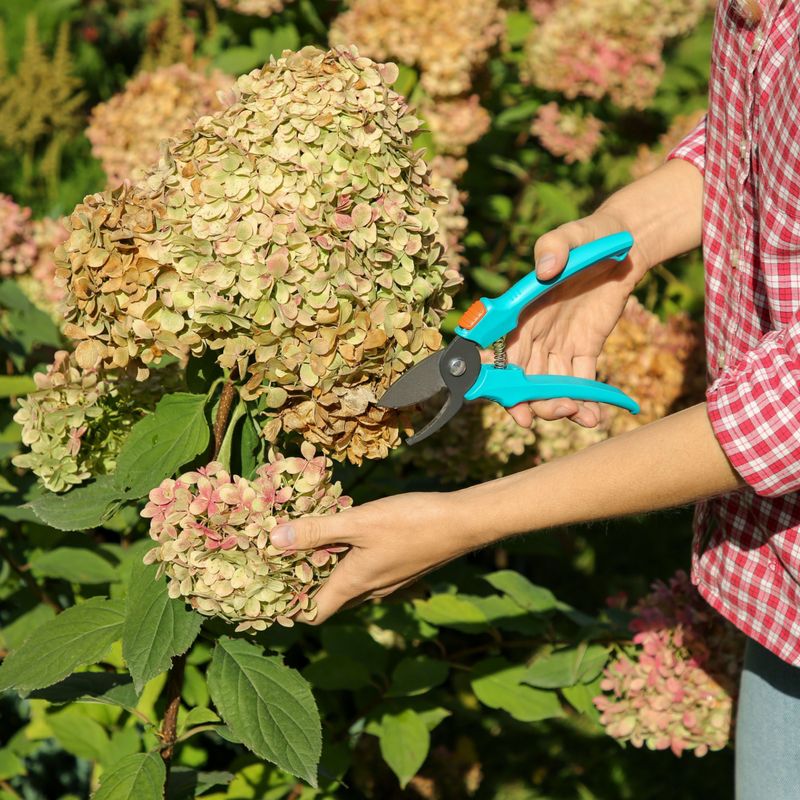 Recognize Fall Cuts That Hurt Blooms Recognize Fall Cuts That Hurt Blooms