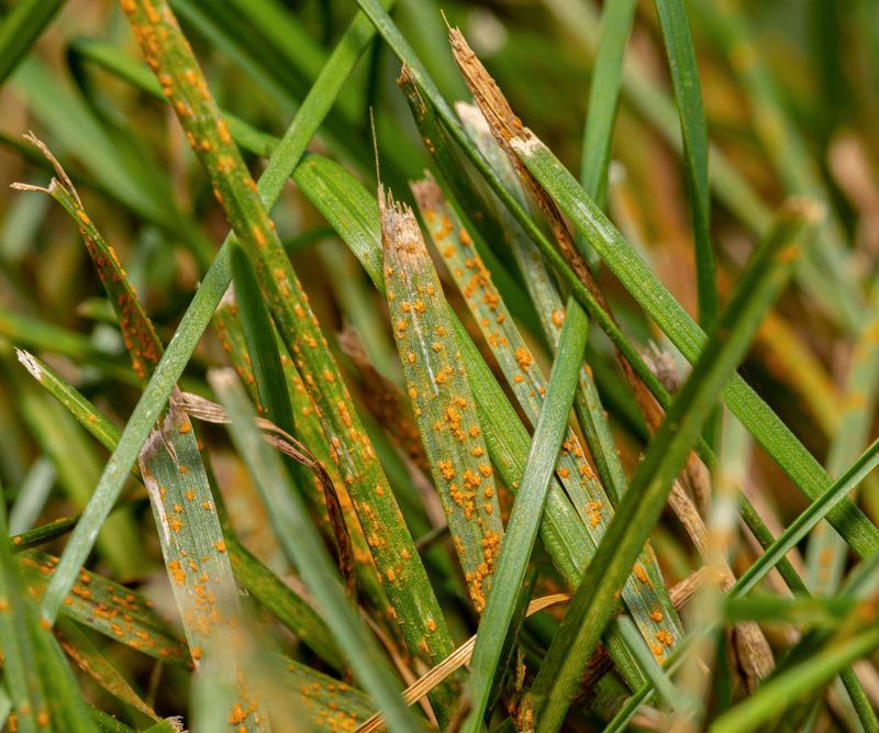 Recognize Lawn Rust Before Blaming Dry Soil