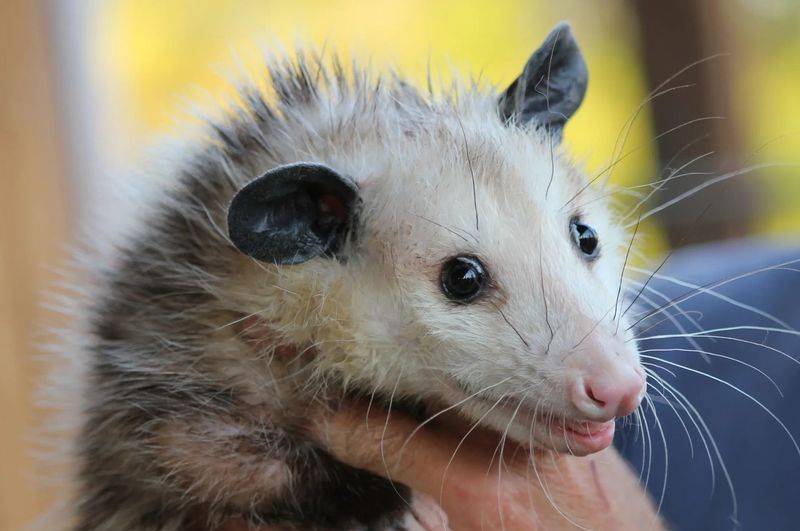 Recognize Opossum Activity Around Fallen Fruit And Debris Recognize Opossum Activity Around Fallen Fruit And Debris