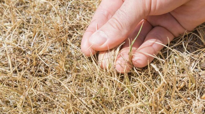 Recognize Summer Dormancy And Ease Off Recognize Summer Dormancy And Ease Off