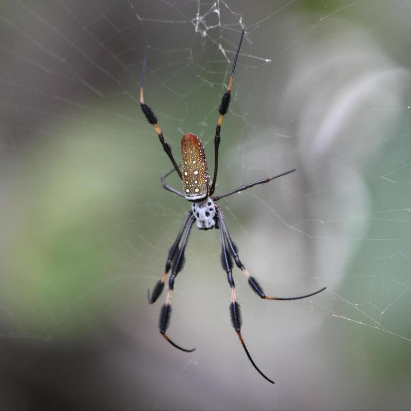 Recognize This Black-And-Yellow Spider Before Removing It Recognize This Black-And-Yellow Spider Before Removing It