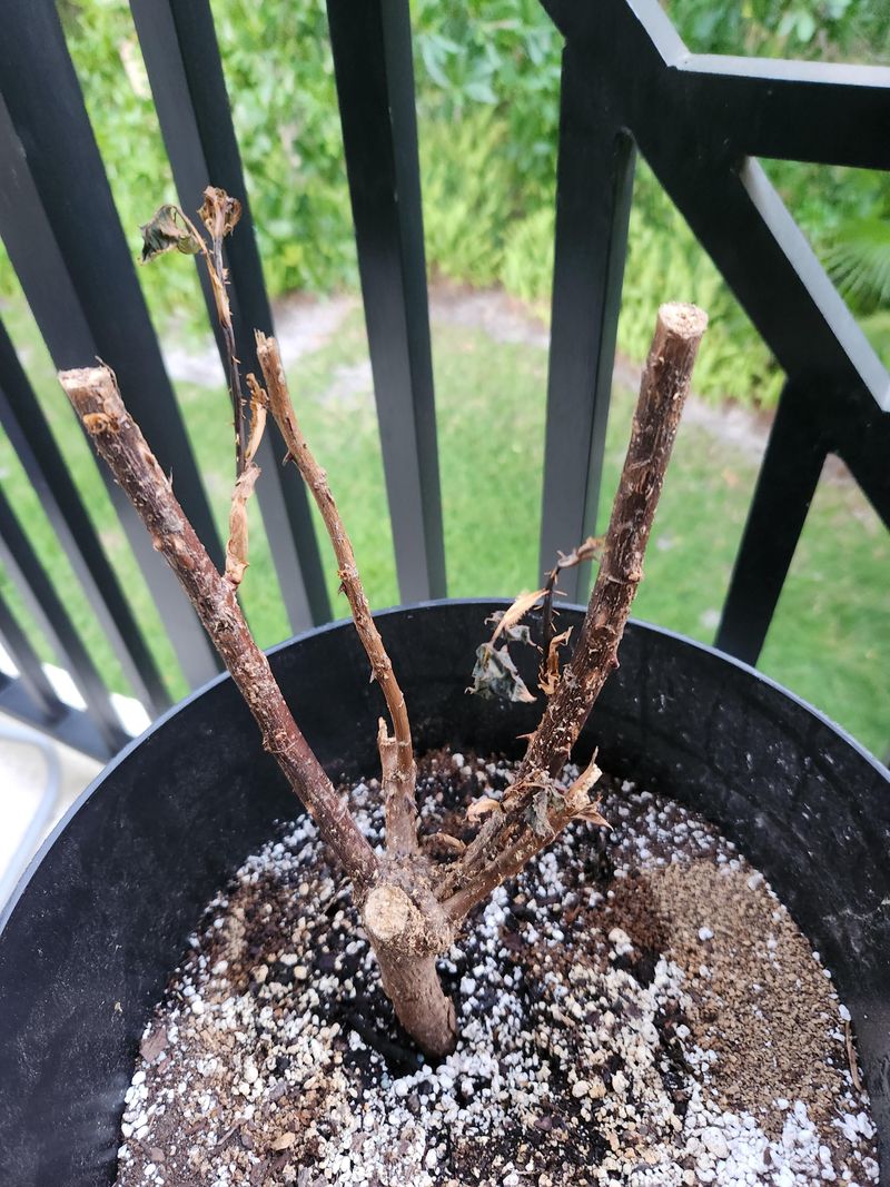 Recognize When Roses Begin Preparing For Winter Dormancy Recognize When Roses Begin Preparing For Winter Dormancy