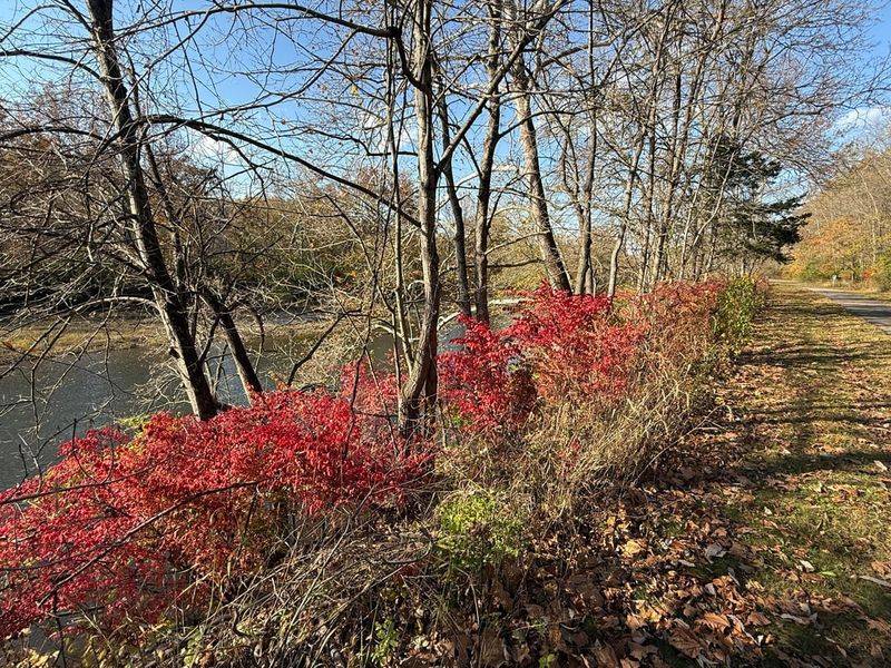 Recognize Where Burning Bush Escapes Landscapes Recognize Where Burning Bush Escapes Landscapes