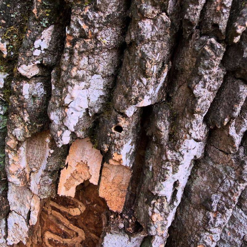 Recovery Odds For An Infested Maryland Shade Tree