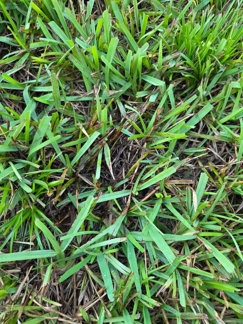 Recovery Odds For Damaged St. Augustine Turf Recovery Odds For Damaged St. Augustine Turf