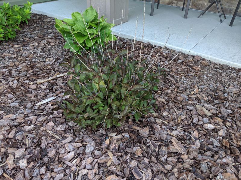 Recovery Steps For A Shrub Already Cut Back