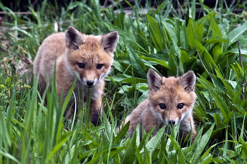 Red And Gray Foxes Do Not Always Behave The Same Way