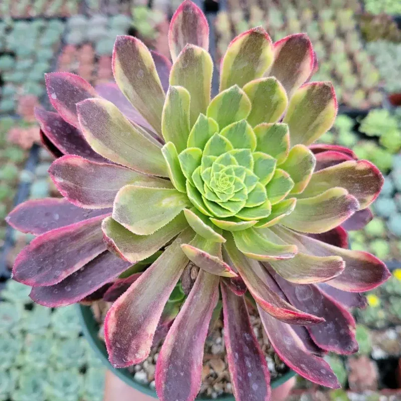 Red And Purple Tones Are Usually Healthy