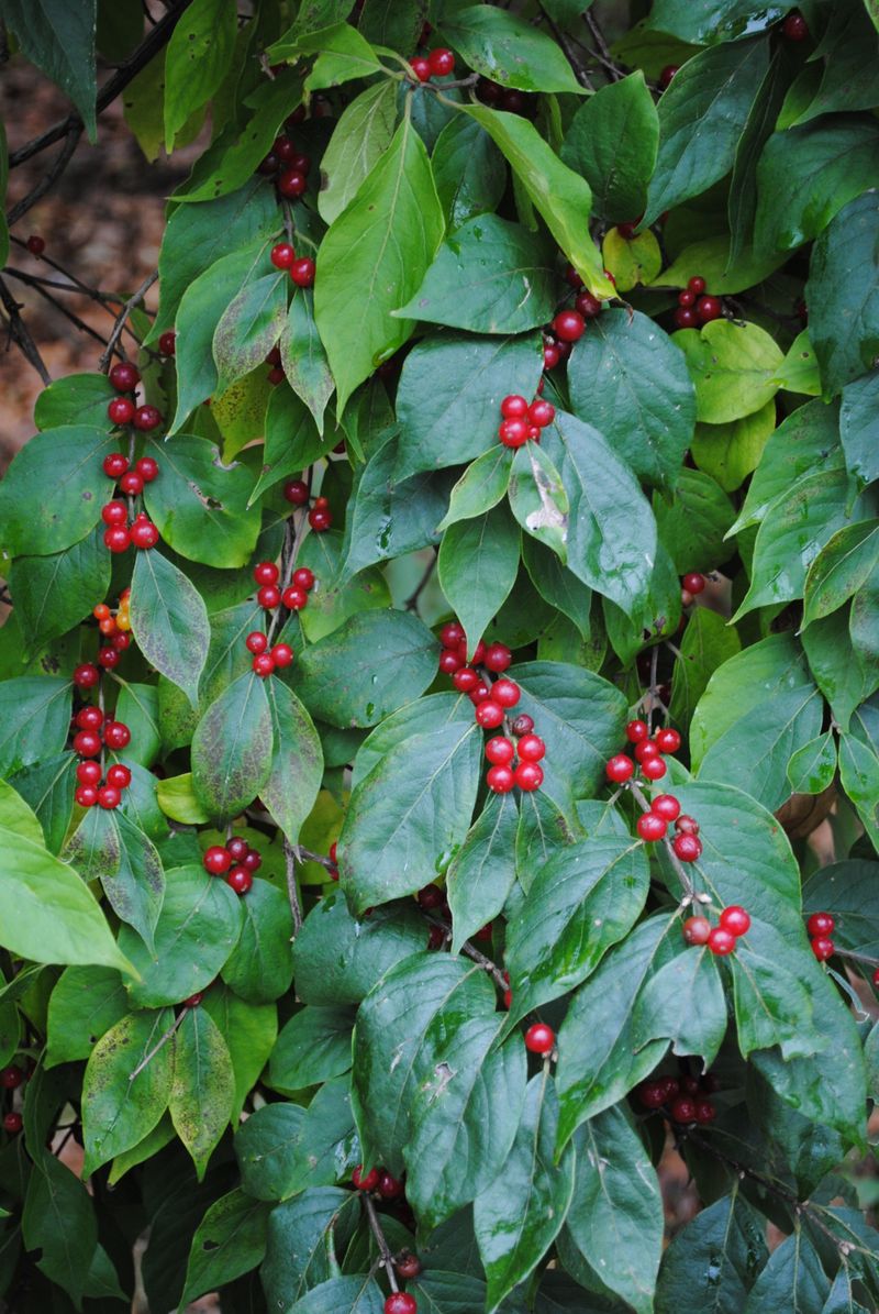 Red Berries Can Reveal Bush Honeysuckle