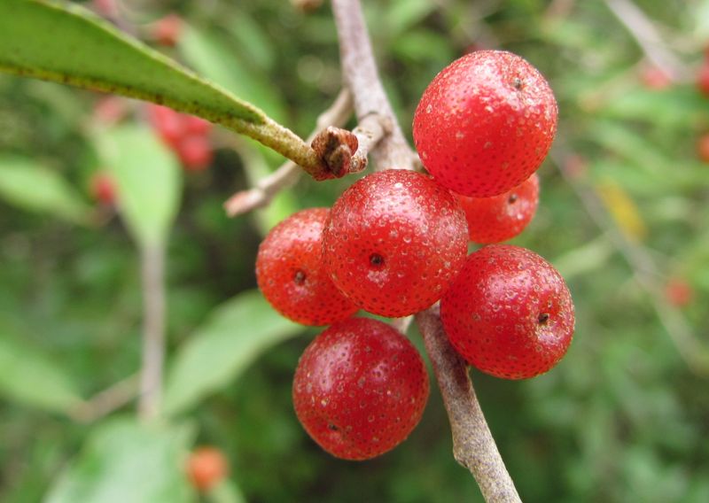 Red Berries Help This Invasive Shrub Spread Into New Areas