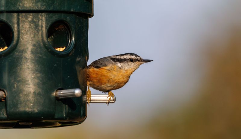 Red-Breasted Nuthatches Wander Into Ohio Yards Red-Breasted Nuthatches Wander Into Ohio Yards