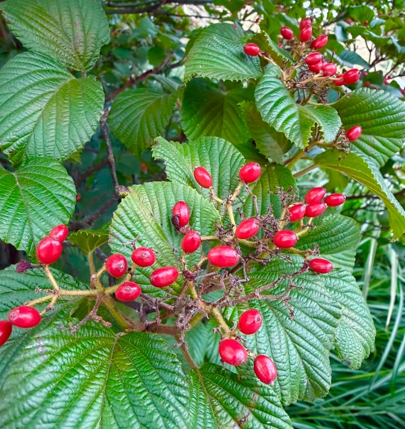 Red Chokeberry Brings Fall Color And Wildlife Value To Yards