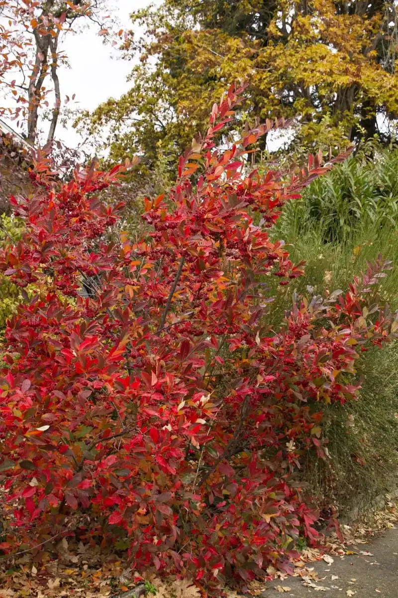 Red Chokeberry For Colonies That Widen Each Year Red Chokeberry For Colonies That Widen Each Year