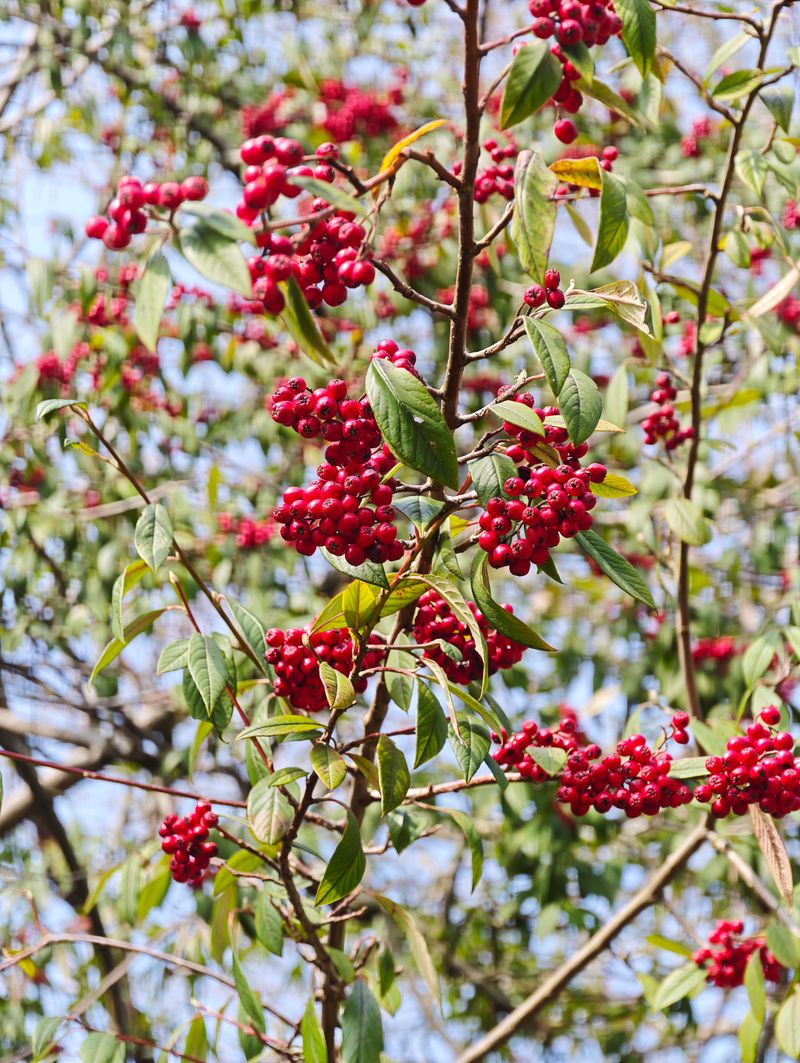 Red Chokeberry For Long-Lasting Crimson Fruit Red Chokeberry For Long-Lasting Crimson Fruit