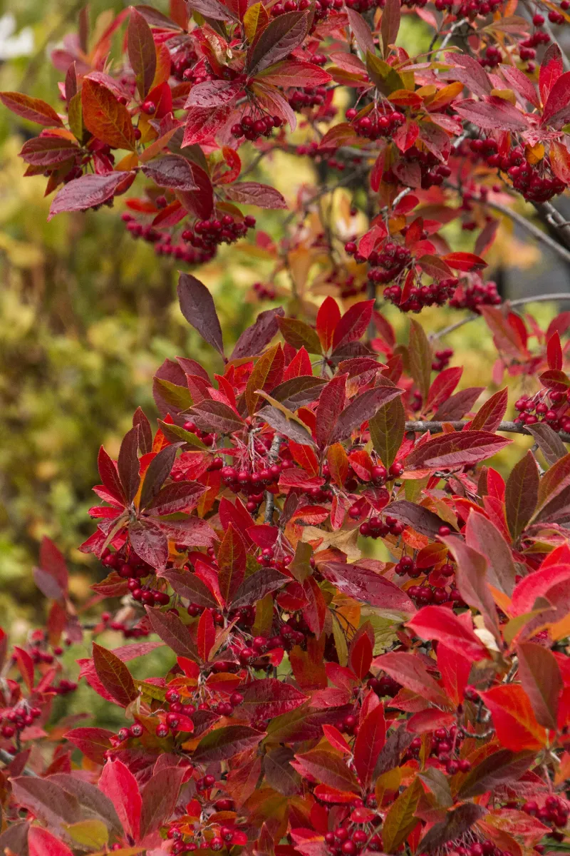 Red Chokeberry Pairs Brilliant Color With Glossy Berries