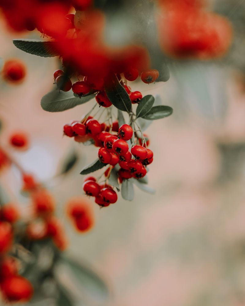 Red Chokeberry With Its Glossy Crimson Clusters Red Chokeberry With Its Glossy Crimson Clusters