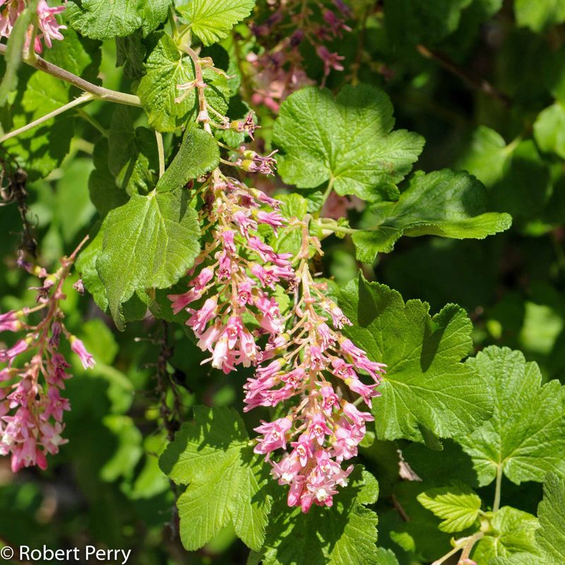 Red Flowering Currant