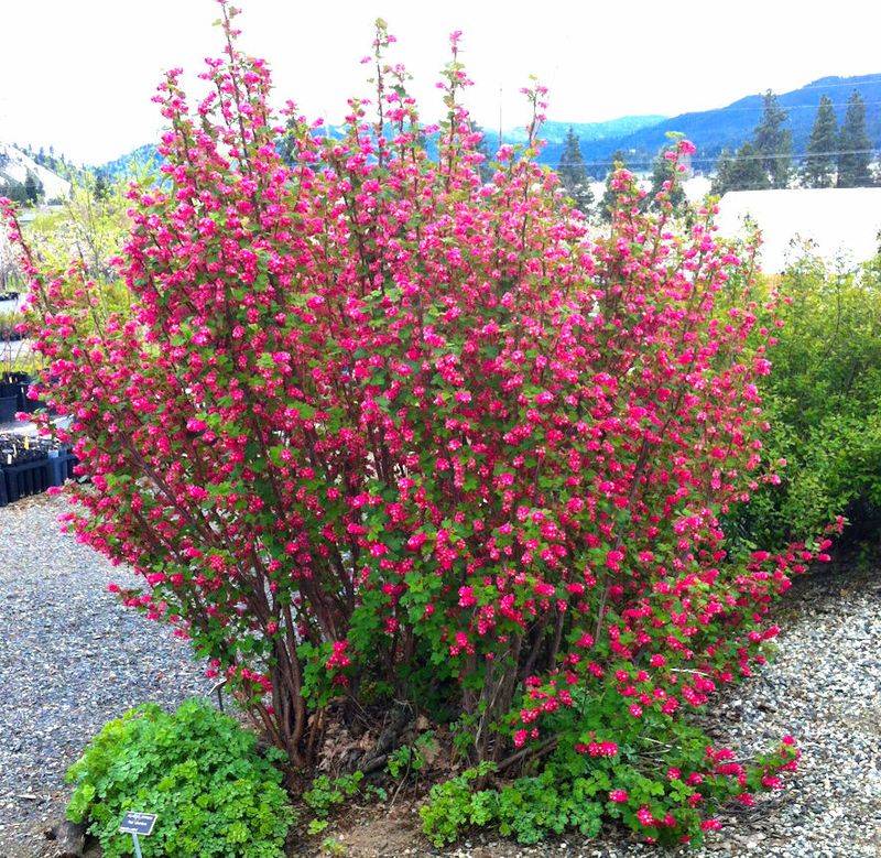 Red Flowering Currant Brightens Oregon Yards Red Flowering Currant Brightens Oregon Yards