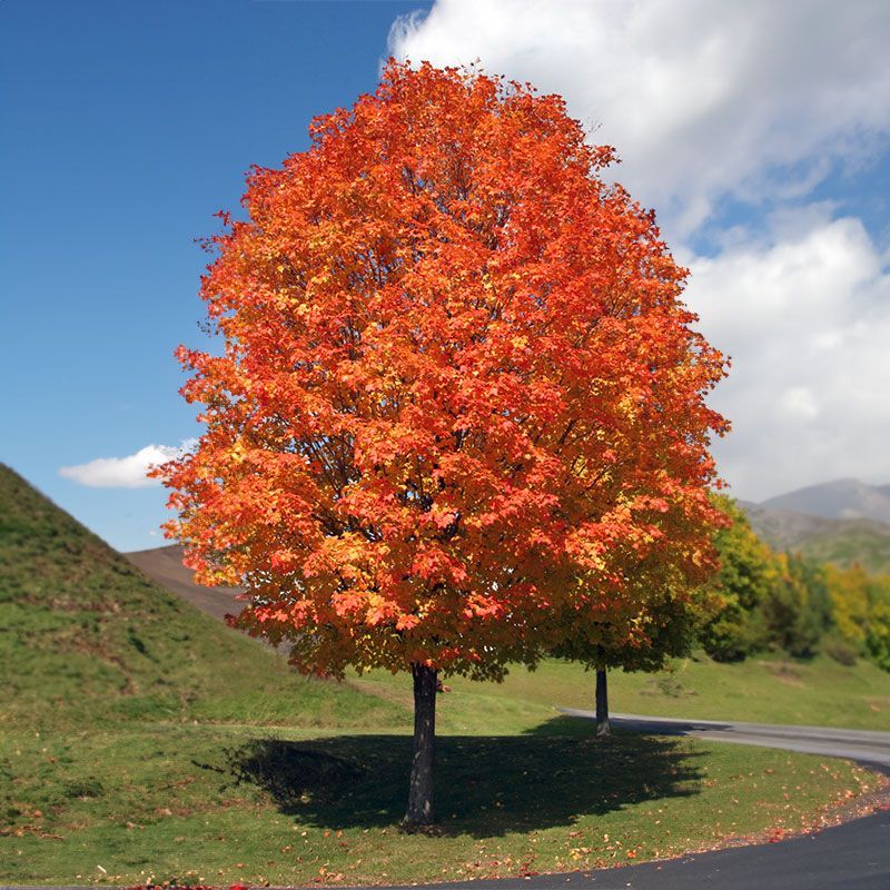 Red Maple Red Maple
