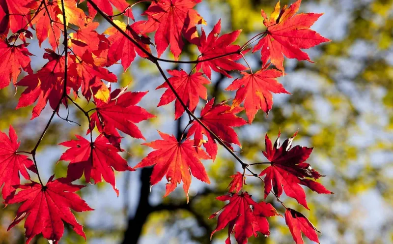 Red Maple 