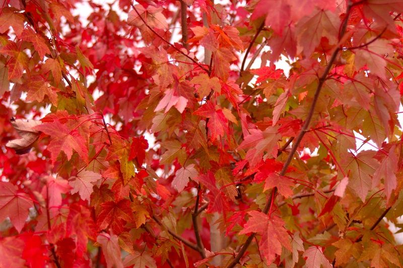 Red Maple Actually Likes Wet Florida Soil Red Maple Actually Likes Wet Florida Soil